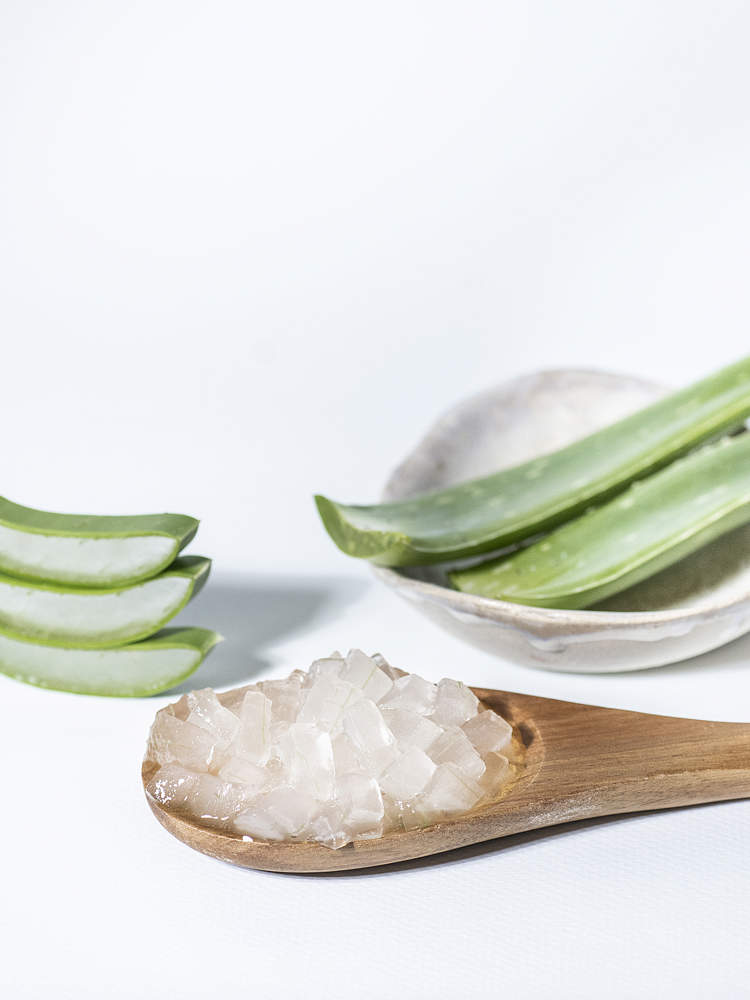 Bodensee Aloe Vera Pflanze