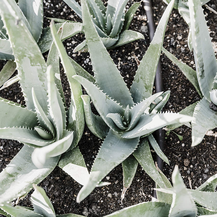 Bodensee Aloe